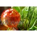 16pc Large Aqua Plant Glass Watering Globes - Watering Ball Bulbs   